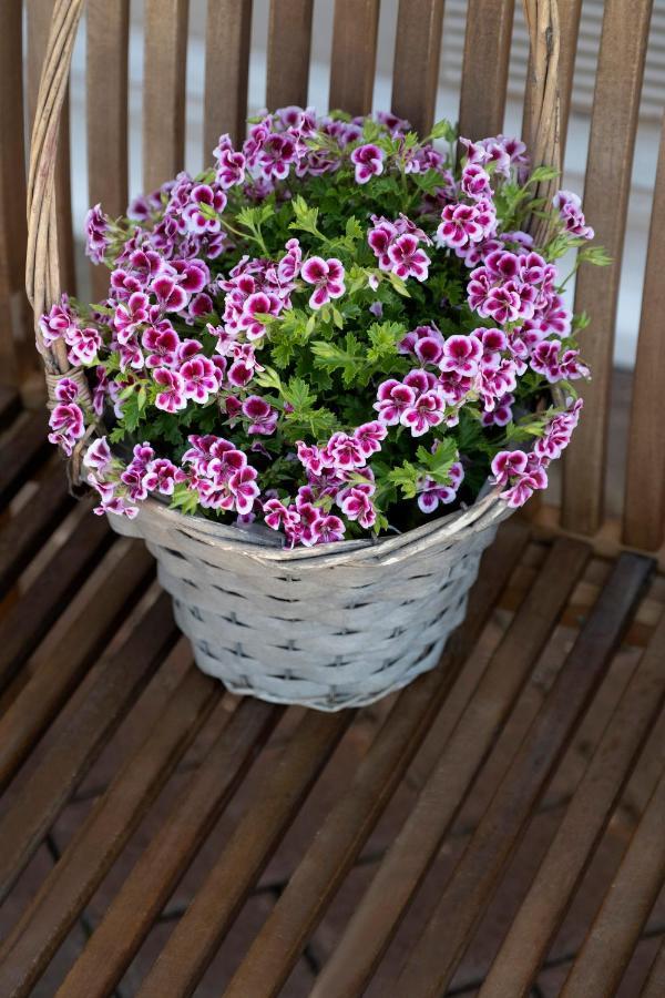Casa Primavera Viareggio Zewnętrze zdjęcie